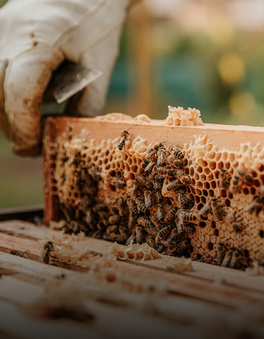 pfeifer-und-langen-futtermittelindustrie-bienenfutter-mobile-2x