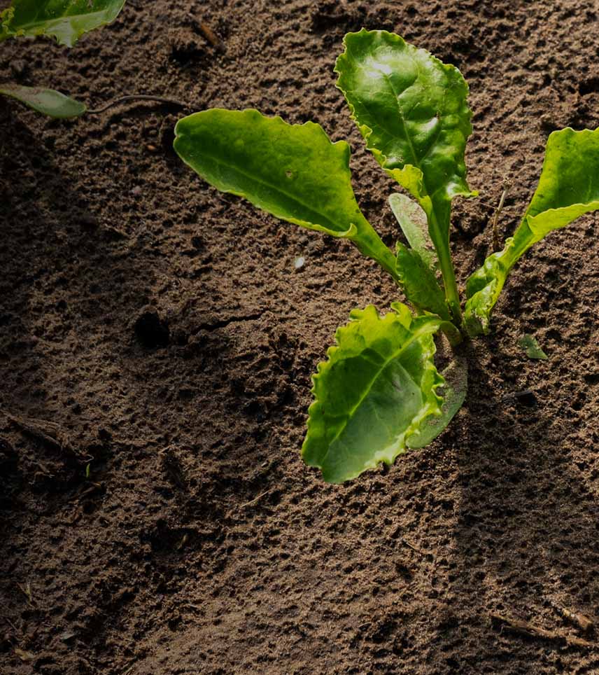 pfeifer-und-langen-nachhaltigkeit-klimaschutzstrategie-zitat-mobile-2x