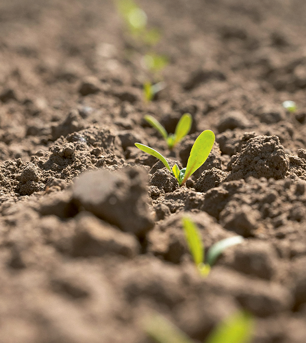 pfeifer-und-langen-landwirtschaft-ruebenjahr-05-2x