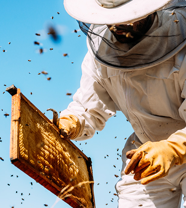 pfeifer-und-langen-nachhaltigkeit-biodiversitaet-bienenvolk-2x