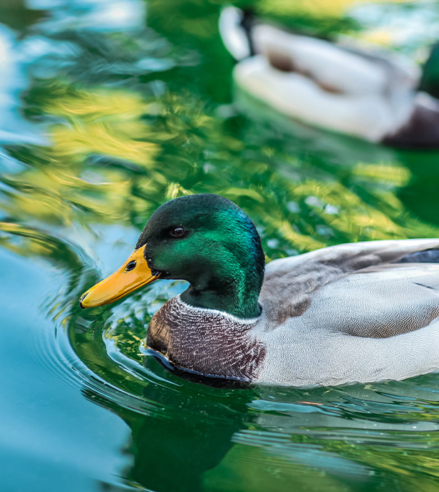 pfeifer-und-langen-nachhaltigkeit-biodiversitaet-koennern-wasservoegel-2x