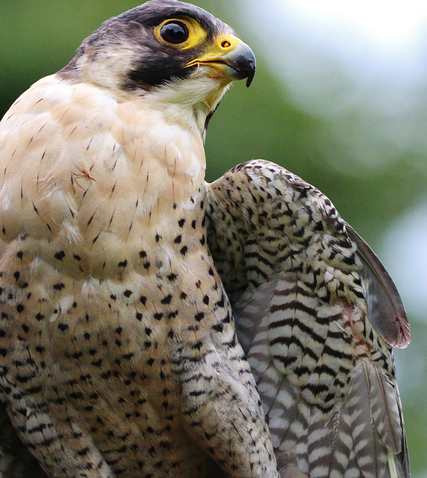 pfeifer-und-langen-nachhaltigkeit-biodiversitaet-lage-wanderfalken-2x