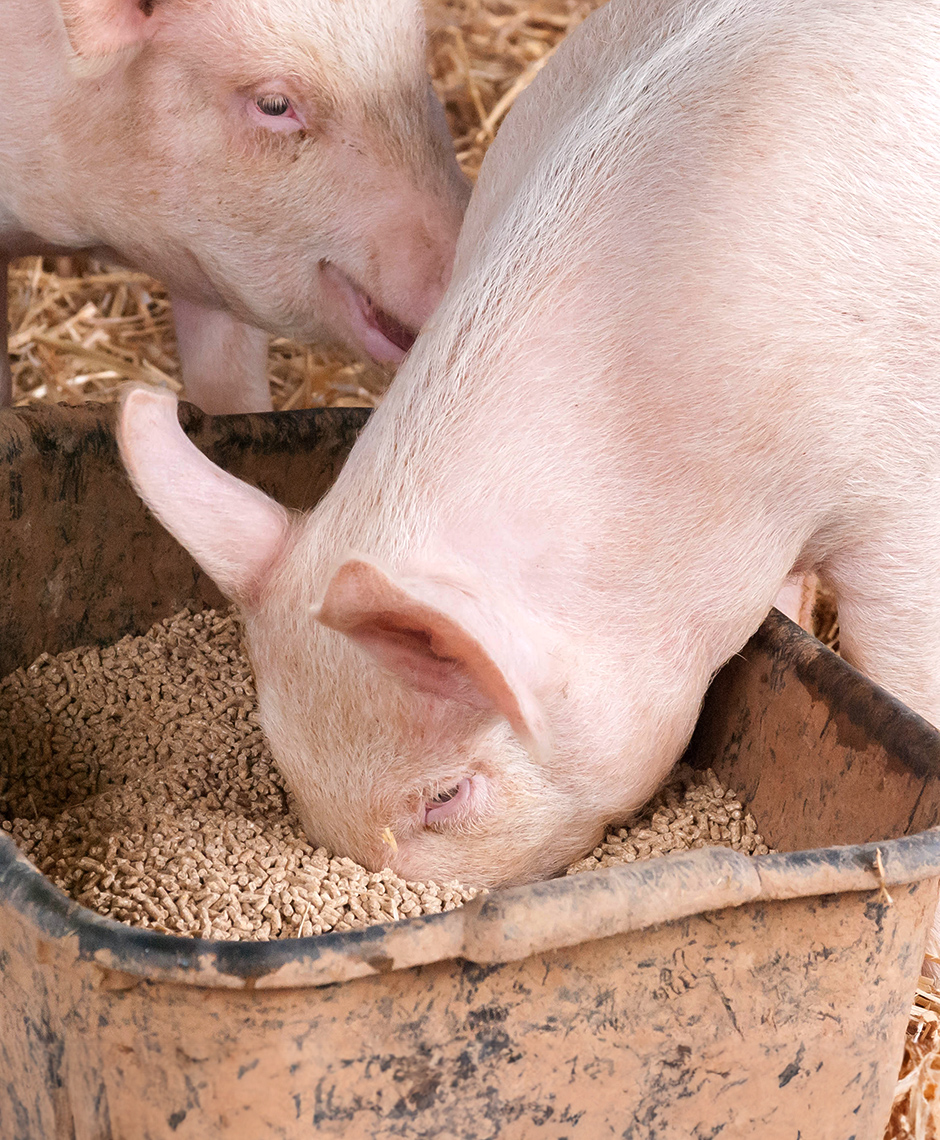 pfeifer-und-langen-betapur-pellets-schweine-2x