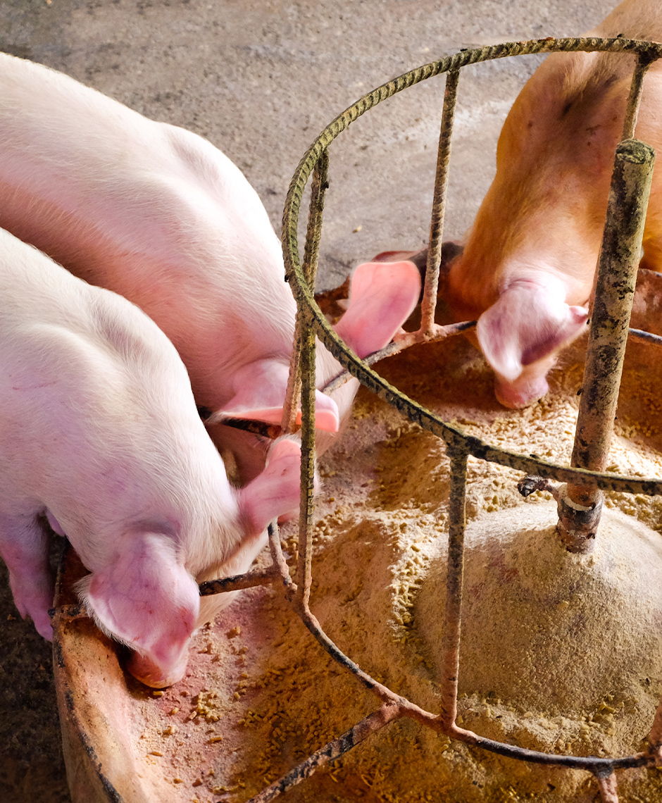pfeifer-und-langen-betapur-schnitzel-schweine-2x